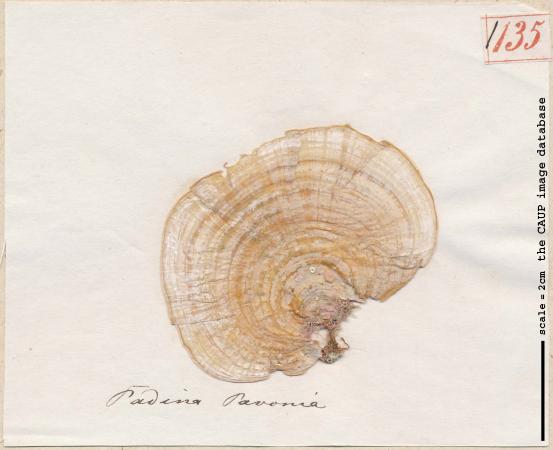 Padina pavonica_135.jpg